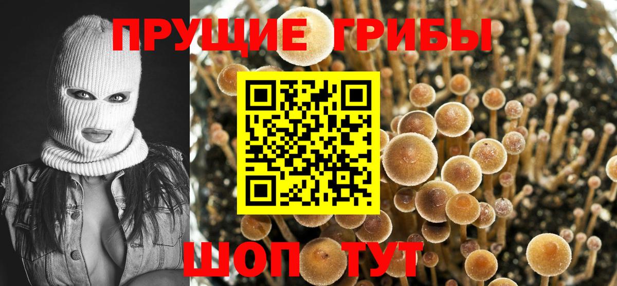 Галлюциногенные грибы мухоморы Губкинский